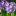 Примула мелкозубчатая (Рrimula denticulata)